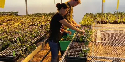 Sweet-Potato-Greenhouse